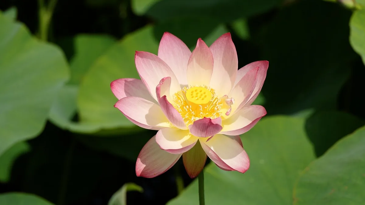 백령연꽃마을 연밭에 핀 연꽃 한 송이. 분홍 꽃잎 안쪽에 노란 연밥이 보인다.