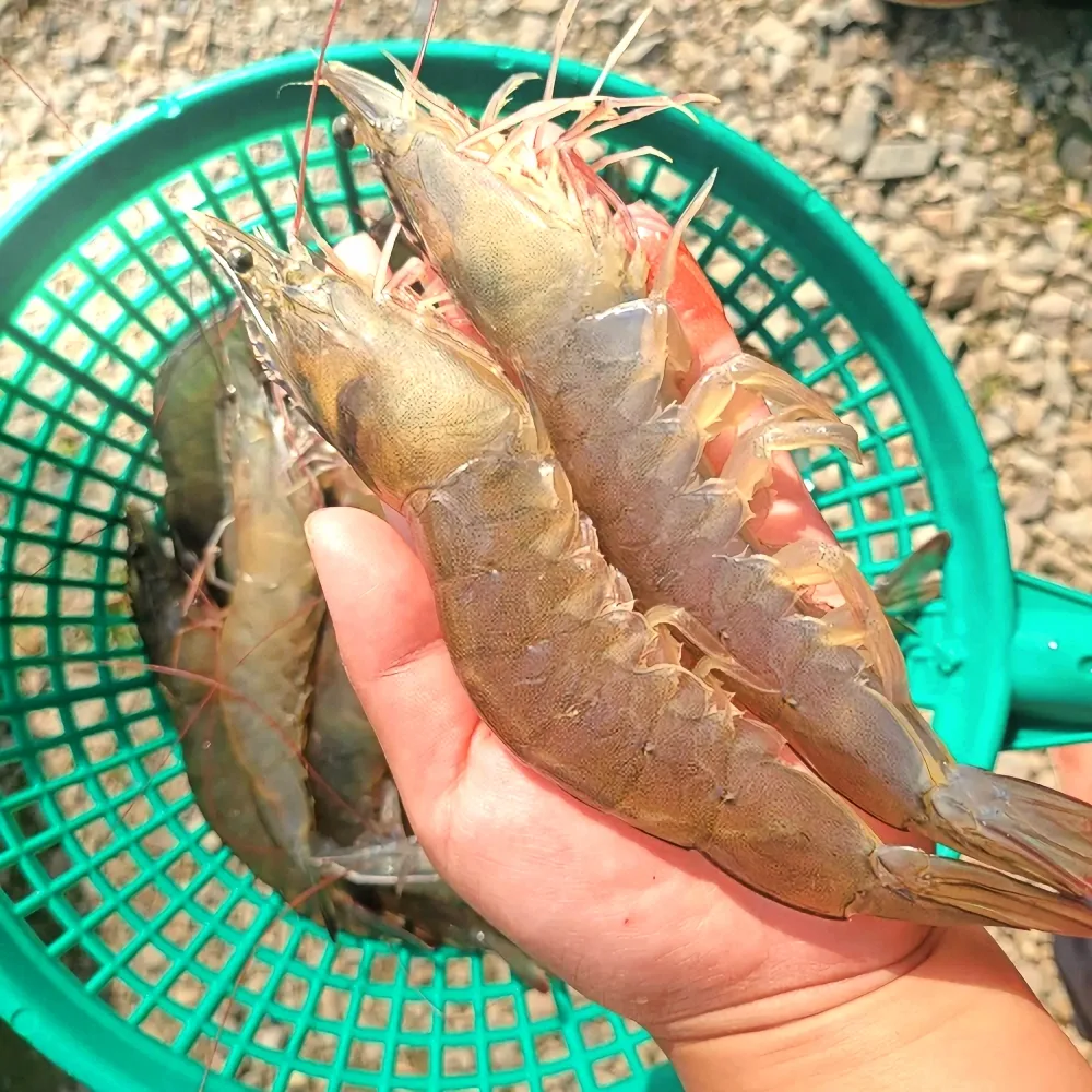거북왕수산 왕새우 두 마리를 손바닥에 얹어 크기를 견준 모습. 주문 중량은 수분을 감안해 넉넉히 담는다고 상품 설명에 적혀 있습니다.